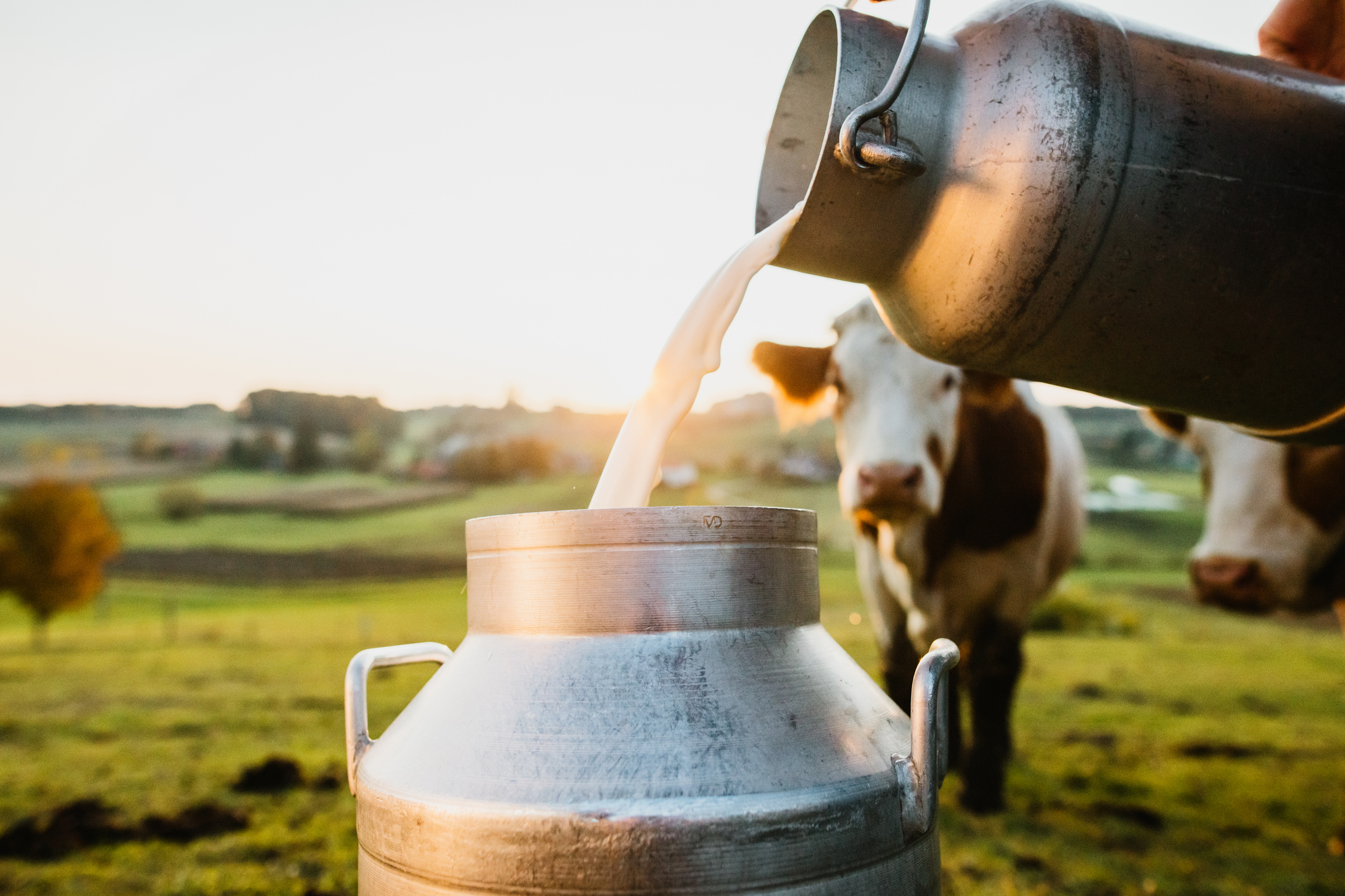 Raw milk being poured into container Raw, unpasteurized milk can carry dangerous bacteria such as Salmonella, E. coli, and Listeria, which are responsible for causing numerous foodborne illnesses. (Representative image/iStock)