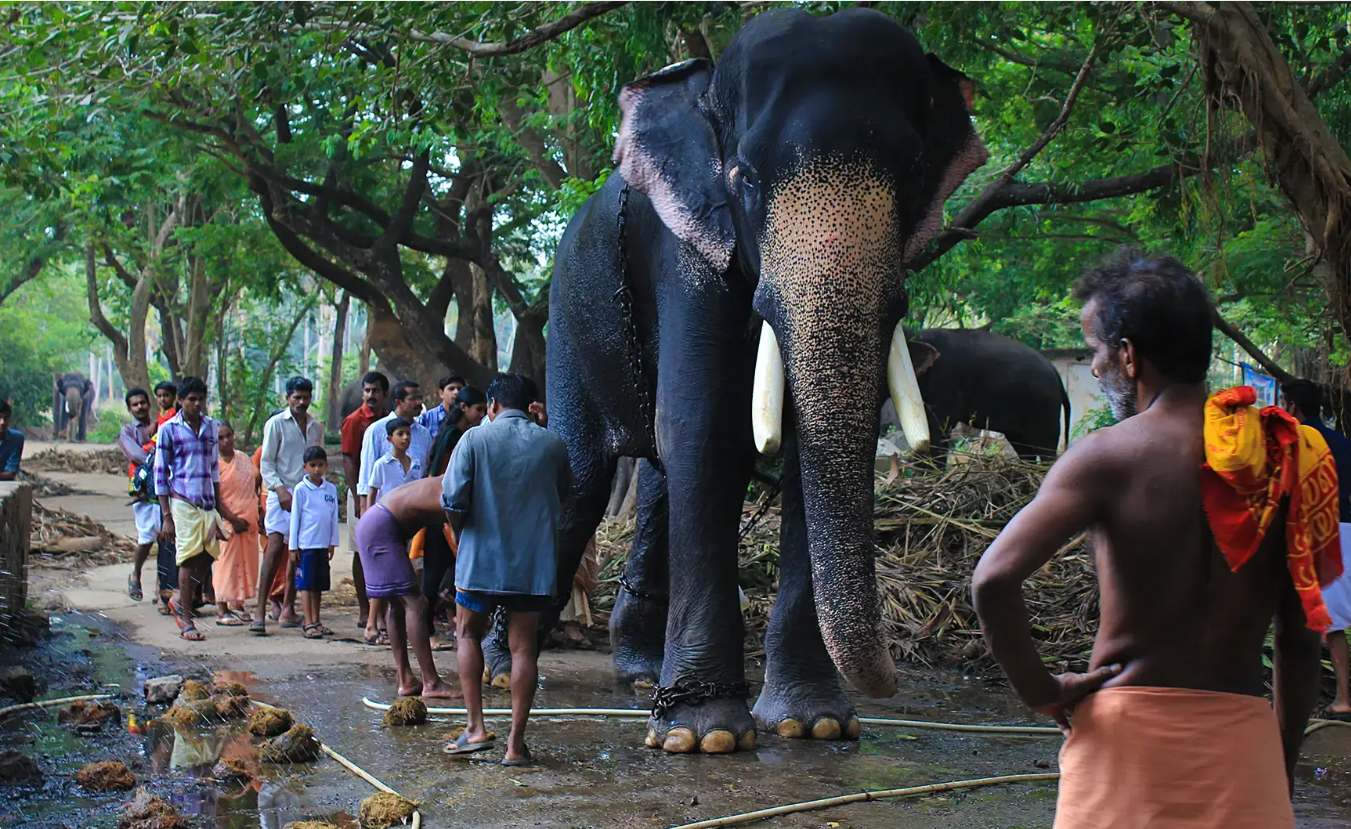 Elephants Kerala festivals