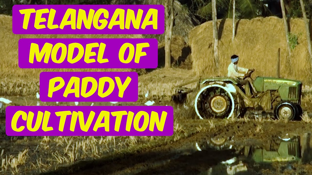 Telangana paddy harvest