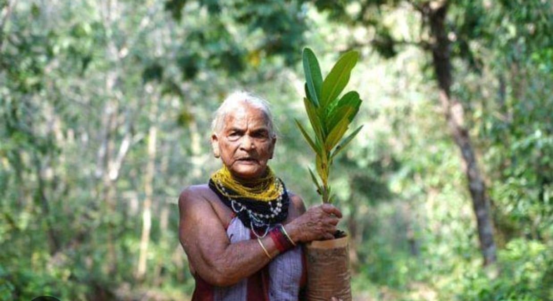 Tulsi Gowda Environmentalist Tulsi Gowda Padma Shri Awardee Uttara Kannada Ankola