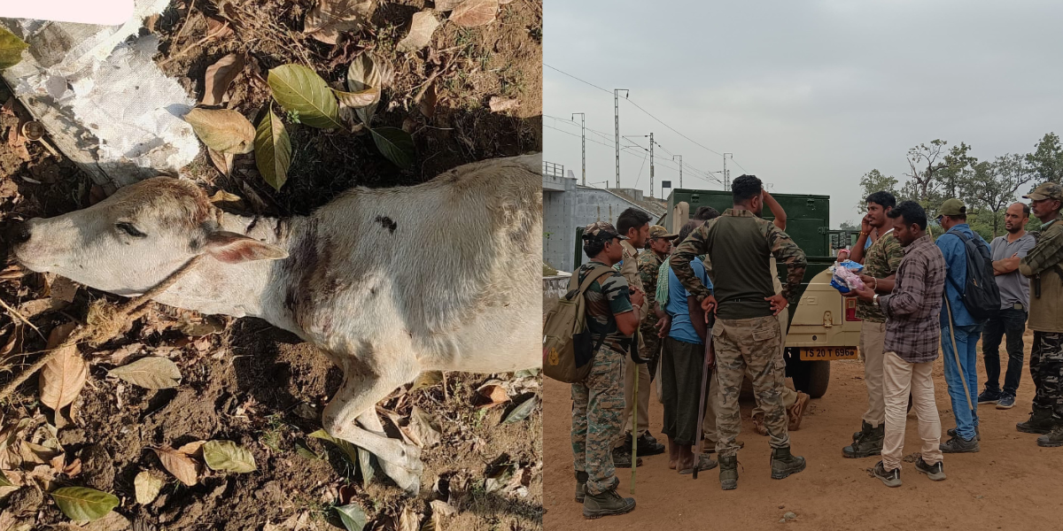Forest officials on edge as man-eating tiger pauses in Asifabad after fatal attack