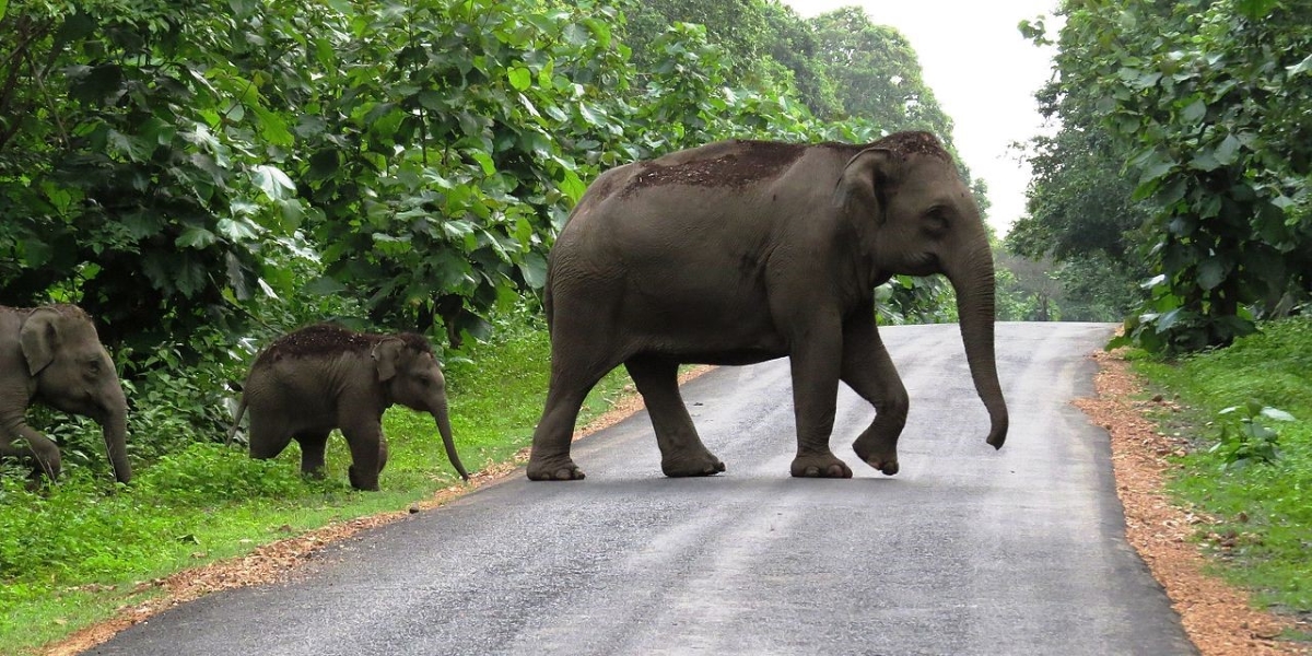 AI-powered elephant detection system to go live on Kerala-TN rail stretch by 30 July