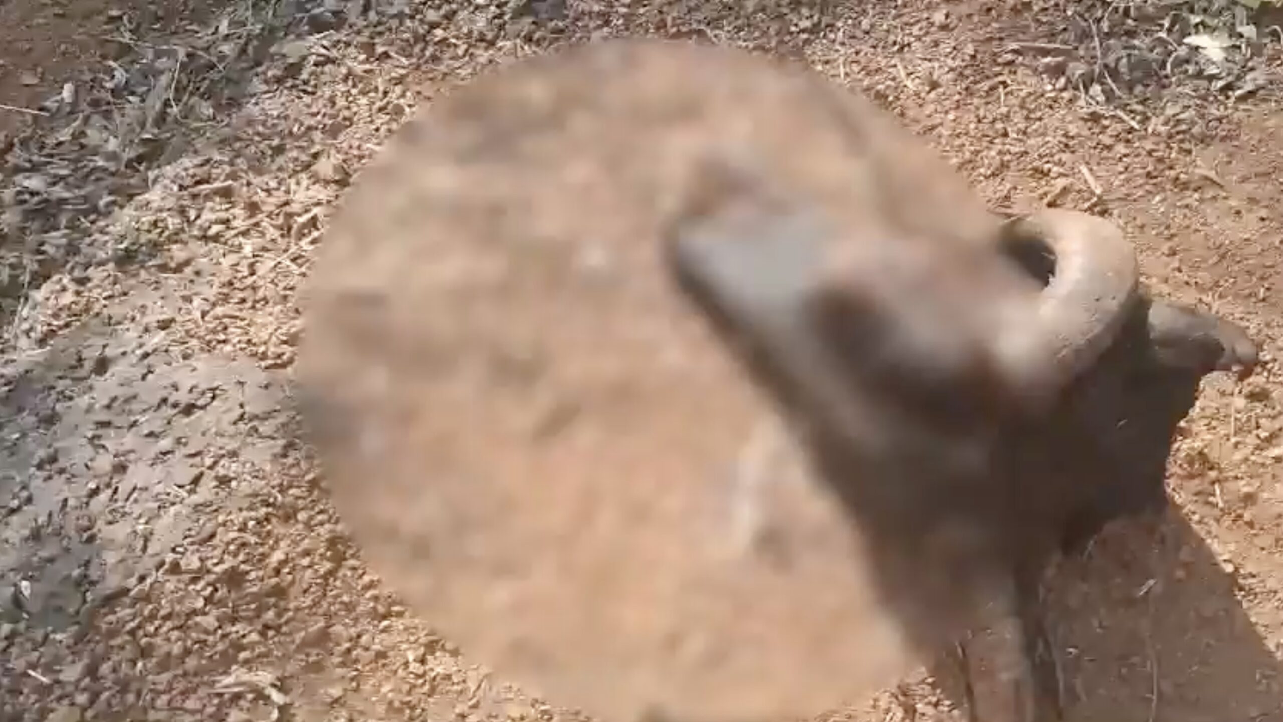 Pregnant cow killed in Uttara Kannada, BJP finds ‘extremist link’