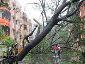 Avenue trees lie uprooted in Chennai after Cyclone Vardah that formed in the Bay of Bengal in 2016 (Jency Samuel)