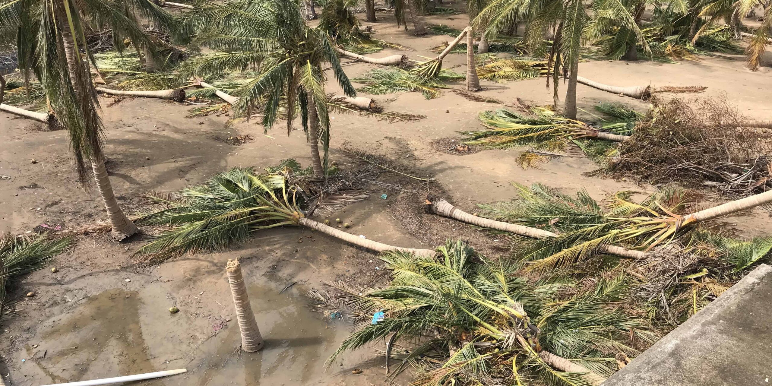 Farmers lost most of their coconut trees to Cyclone Gaja that hit Nagapattinam from the Bay of Bengal (Jency Samuel) Farmers lost most of their coconut trees to Cyclone Gaja that hit Nagapattinam from the Bay of Bengal (Jency Samuel)