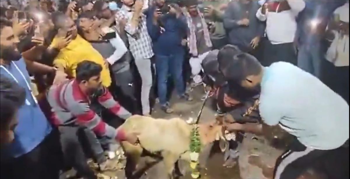 Goat beheaded by Balakrishna fans