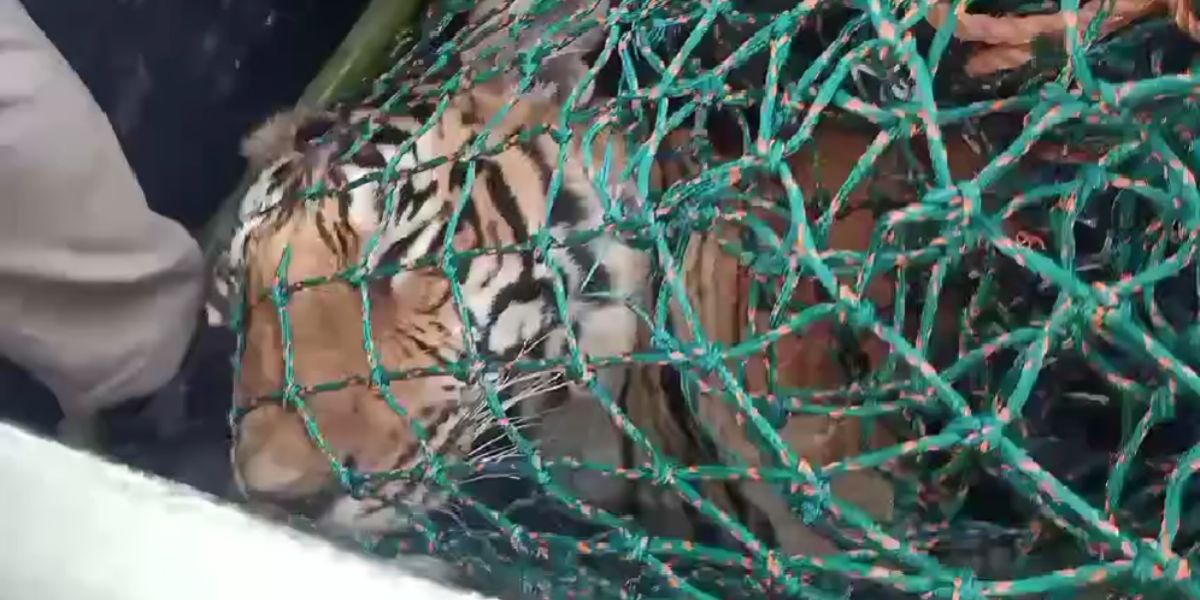 Kerala Forest Department finds man-eating tiger dead in Wayanad. Kerala Forest Department finds man-eating tiger dead in Wayanad.