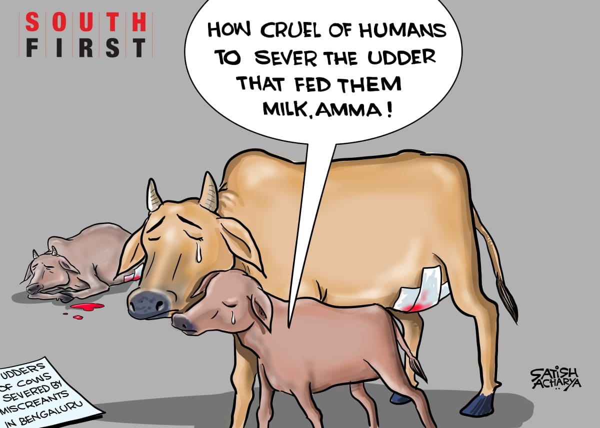 Miscreants maime cows in Bengaluru, cut udders