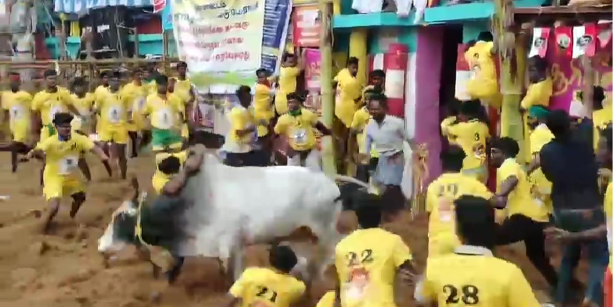 Palamedu Jallikattu