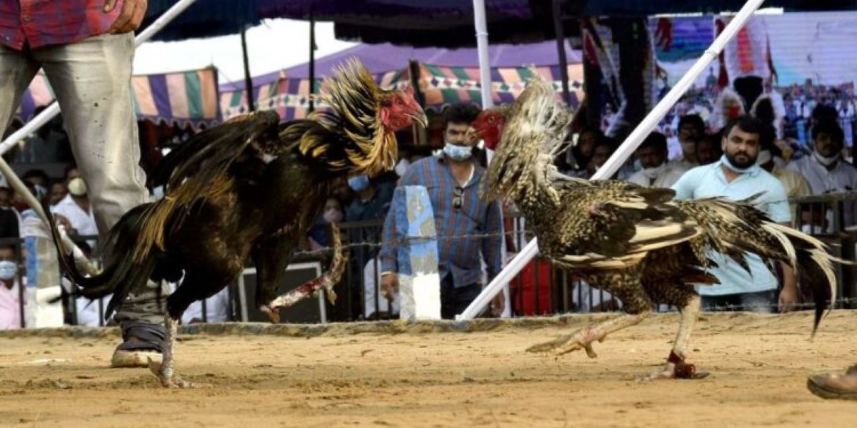 Cock fights in Andhra Pradesh for Sankranti Cock fights in Andhra Pradesh for Sankranti