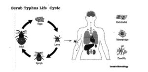 Scrub typhus - lifecyle