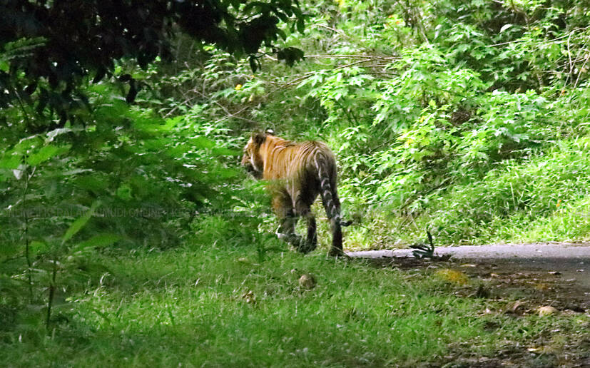 Tiger Karnataka Cabinet Approves Redrawing of Shettihalli Wildlife Sanctuary Boundary