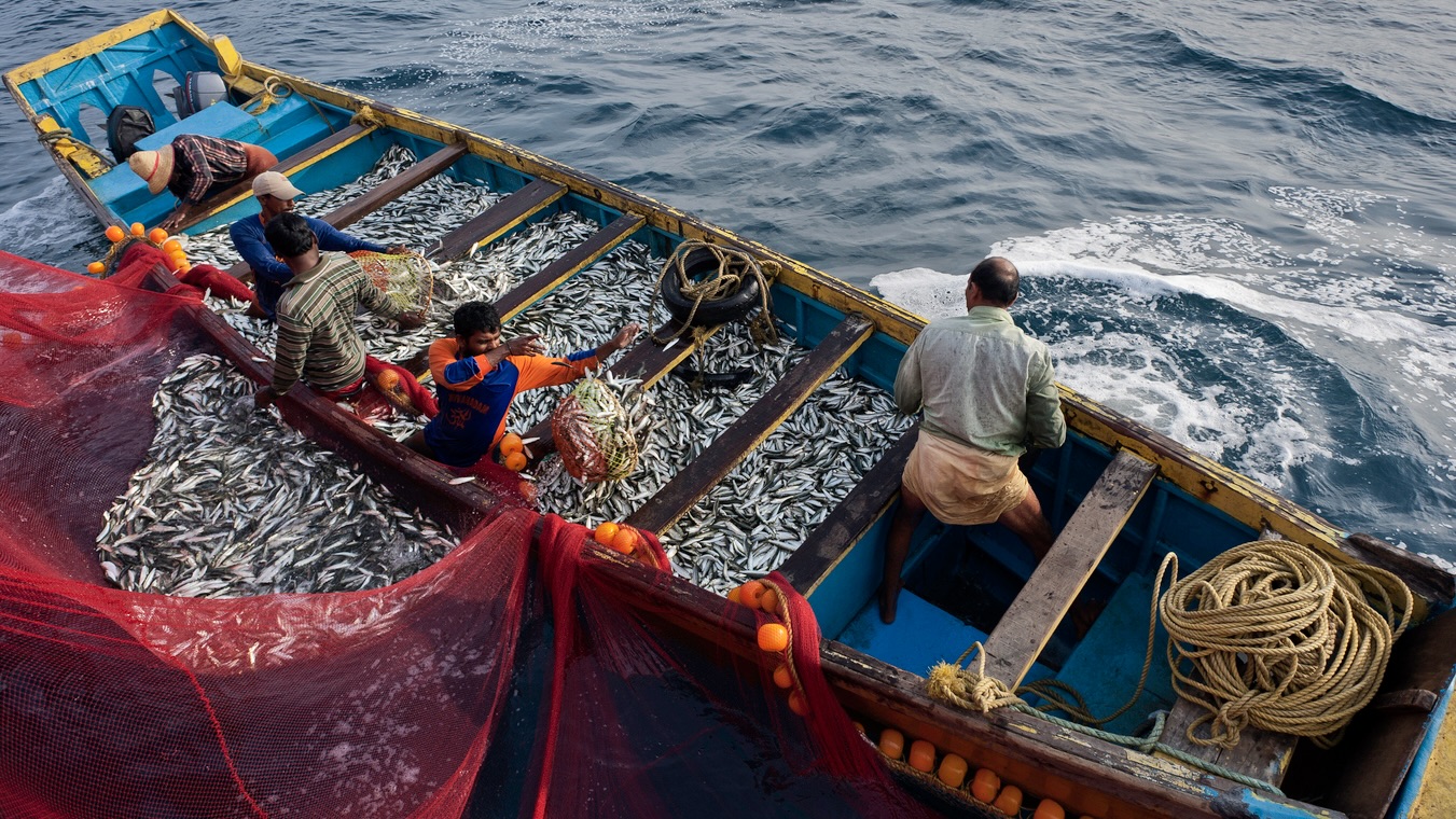 Sardines, fishing, Kunnur, Kerala, India Centre’s ambitious deep-sea mining plan meets fierce resistance in Kerala