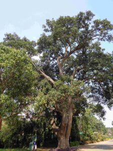 The more than two-century-old mango tree at Lalbagh. (Anuradha Prasad)