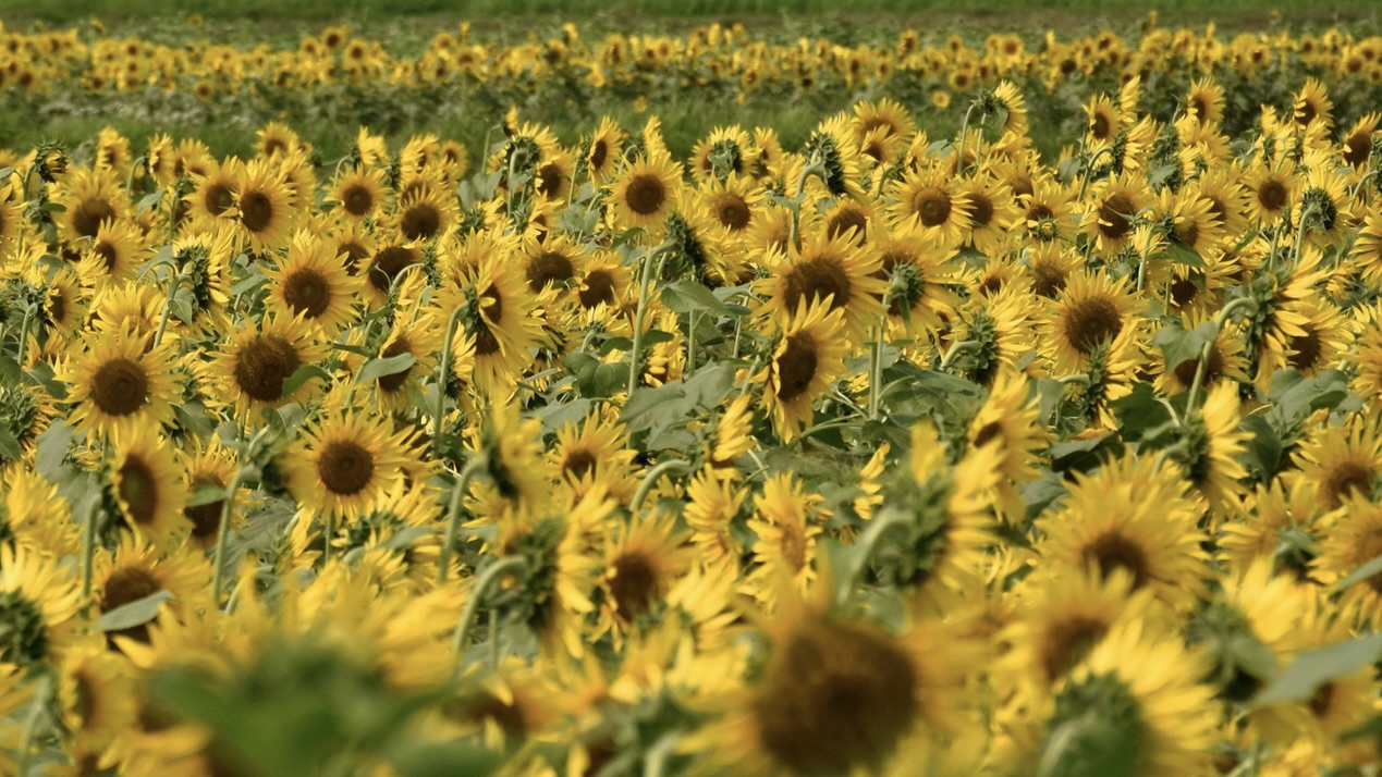 Sunflower field Maize, pulses, sunflower – Karnataka leads in output shows economic survey