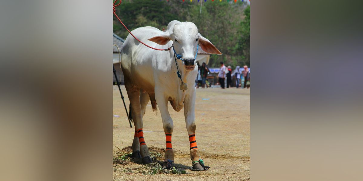 An Ongole bull. (Creative Commons) Valuable cattle