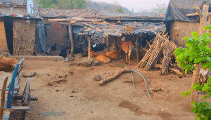 Animal rearing is an alternate source of income for the Kolams