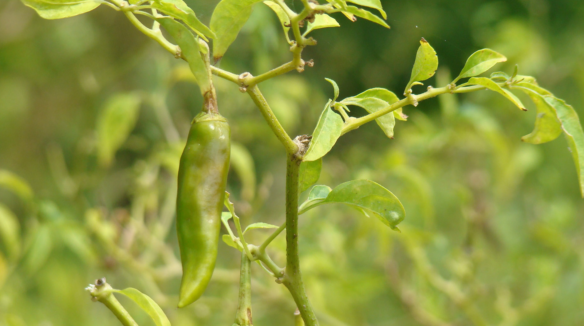 Chili_pepper-IndikaKumara Chilli