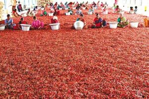 Export variety Guntur chillies that come in different colours and flavours are cultivated in Guntur's Palnadu and Prakasam. (Visakha Budathadu/Wikimedia Commons)