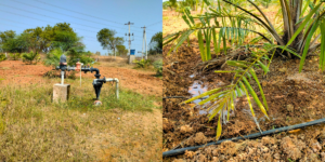 Oil palm needs about 400 litres per tree per day
