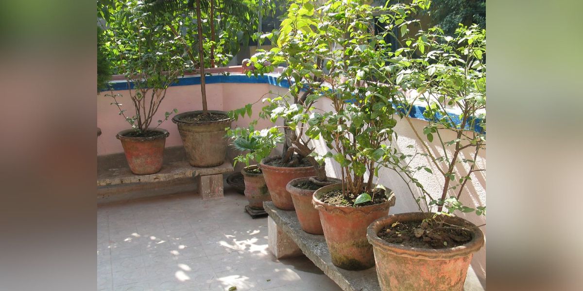 Potted plants at a terrace in Chennai. Potted plants at a terrace in Chennai.