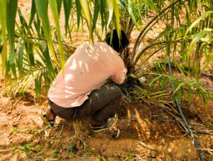 Ranjith tends to his farm for over 8 hours a day alone