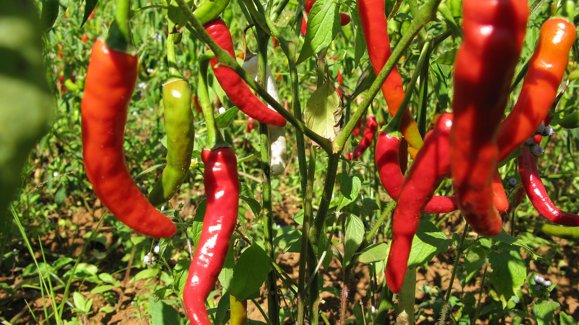 RipeChillies A sharp decline in exports has affected the chilli markets in Andhra Pradesh. The state has been exporting huge quantities of chillies to countries including China, Sri Lanka, Bangladesh, Indonesia, and Thailand. Vyacheslav Argenberg/Wikimedia Commons)