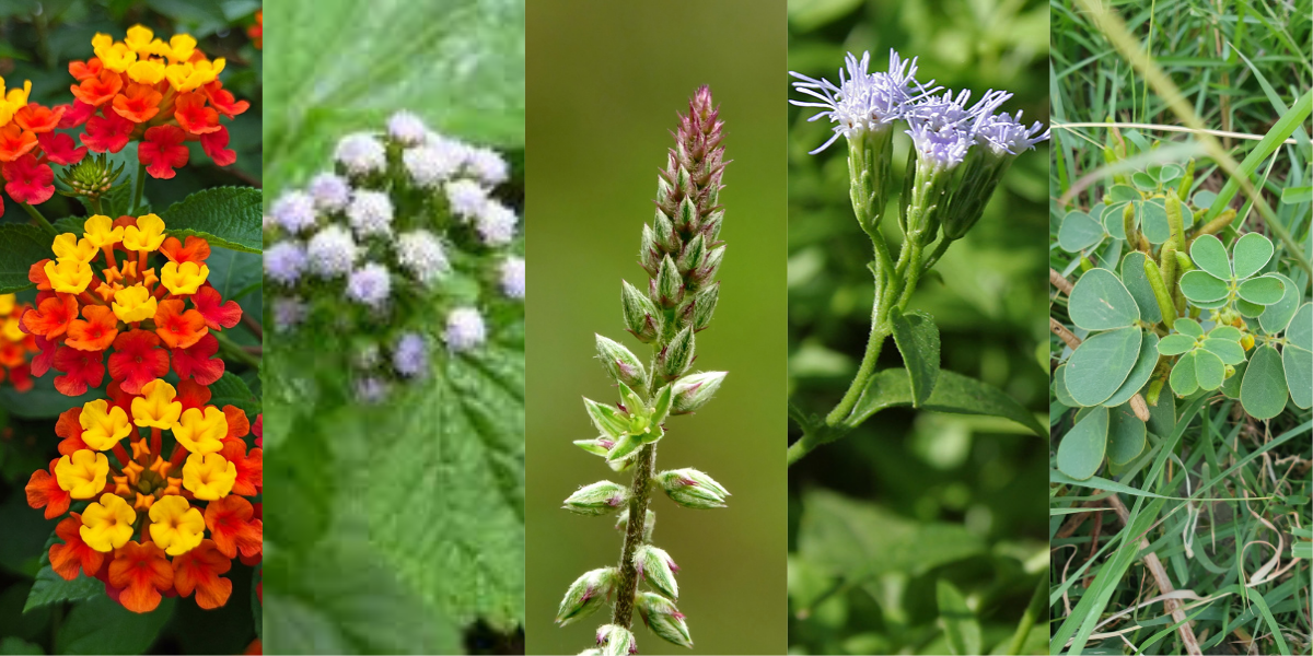 The invasive species of Telangana's forests.