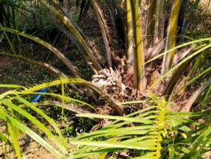 The produce from which palm oil is extracted in Sriramulu's plantation
