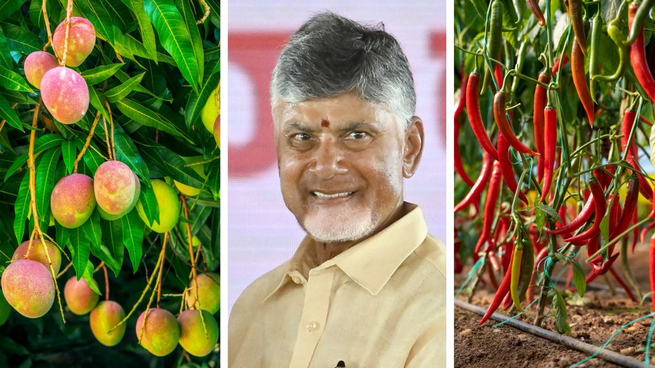 Andhra Pradesh considers establishing boards to protect mango and chilli farmers