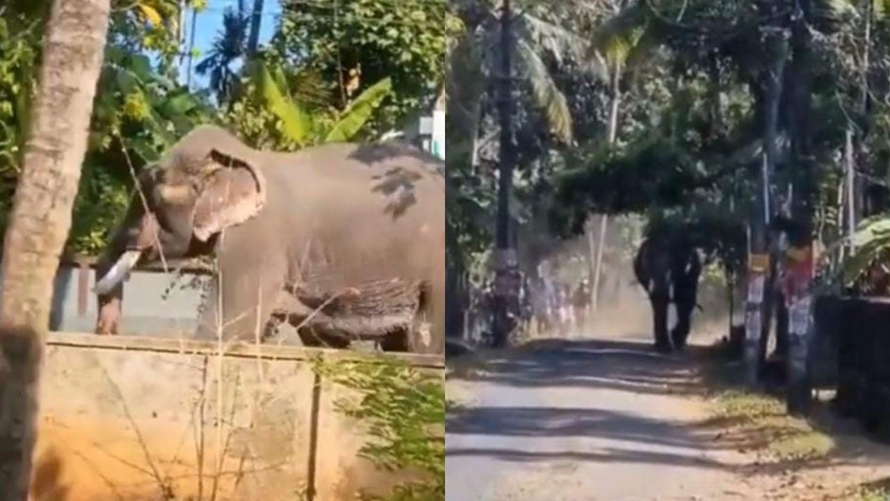 elephant Elephant gores one to death, critically injures two at Kerala temple festival