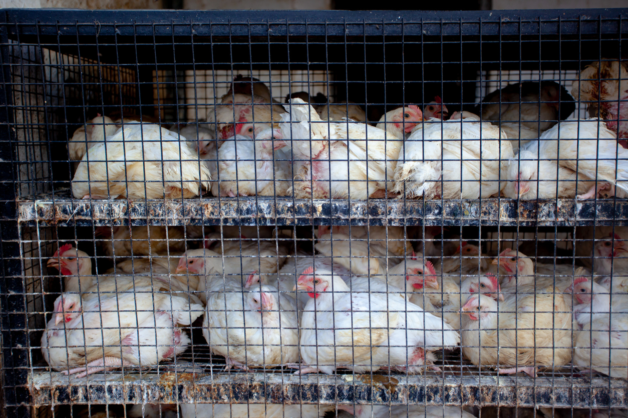white chickens in metal cages outside in street market, India Bird flu