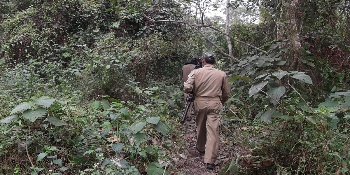 wild 1 In the line of fire: The deadly price of protecting Kerala’s forests