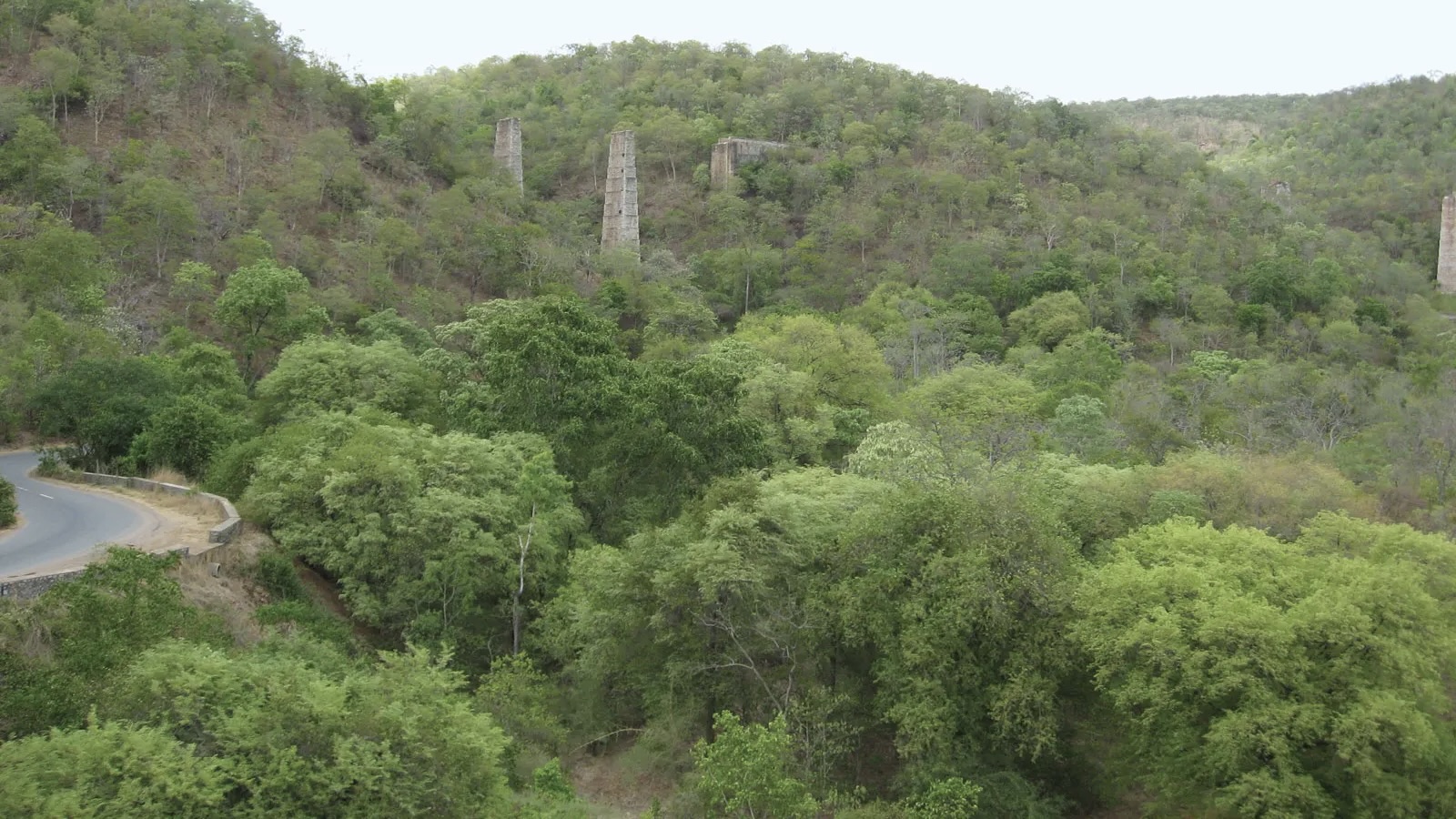 Andhra Pradesh launches novel afforestation project to revive Kadapa’s native flora