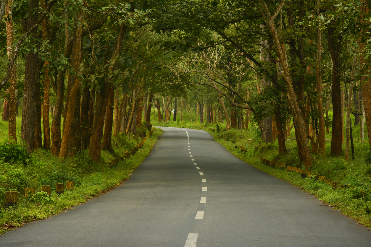Country highway through the forest The road passes through the core of the Tiger Reserve. (iStock)