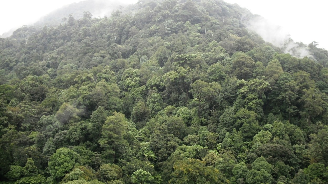 The farming community that fought relentlessly to save a pristine forest