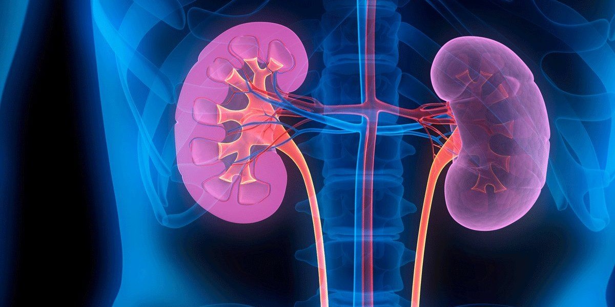 Kidneys. (iStock) Kidneys