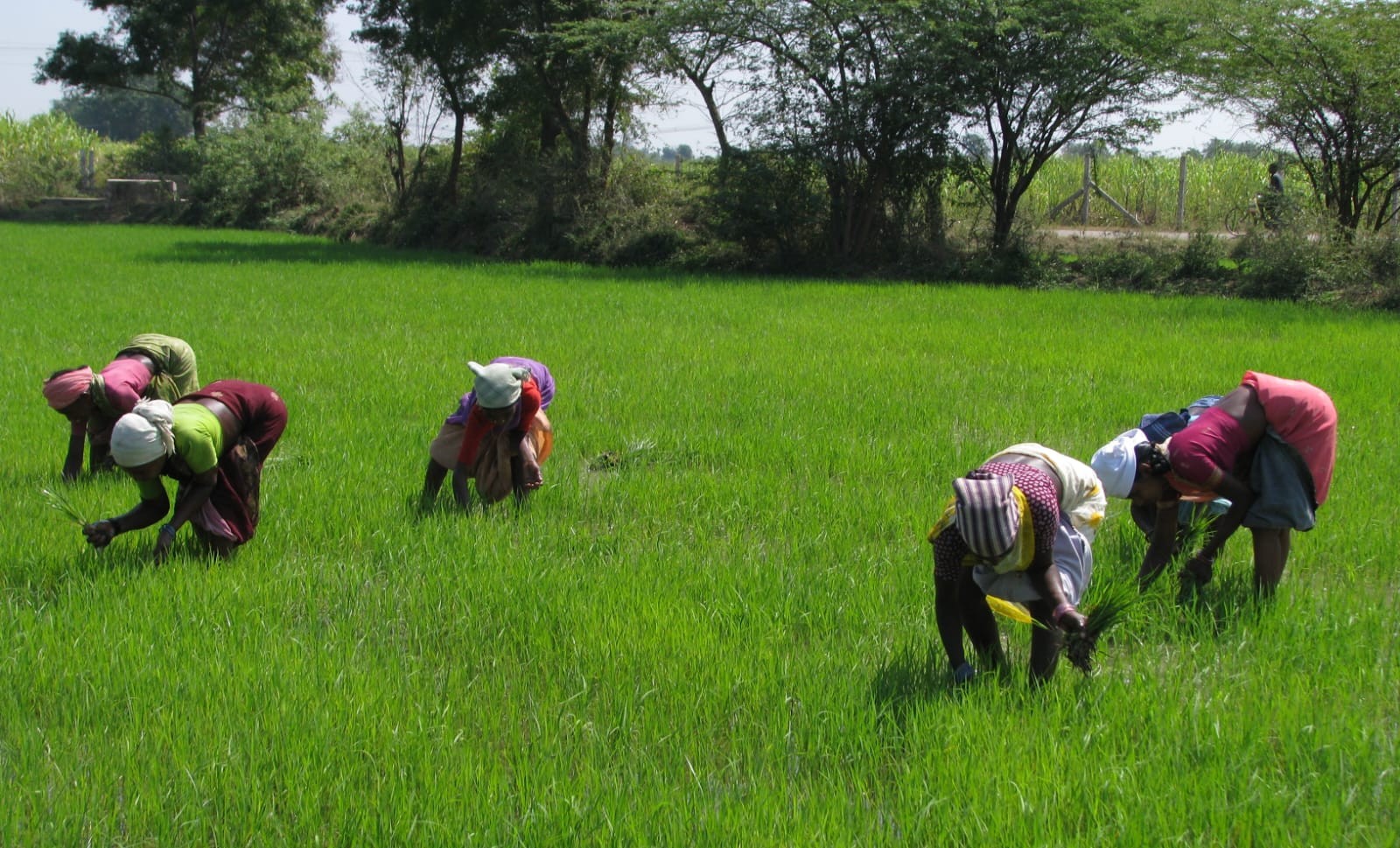 TN-Farmers Tamil Nadu boasts of having 6.34 million hectares under cultivation, with rice being the major food grain. (Wikimedia Commons)