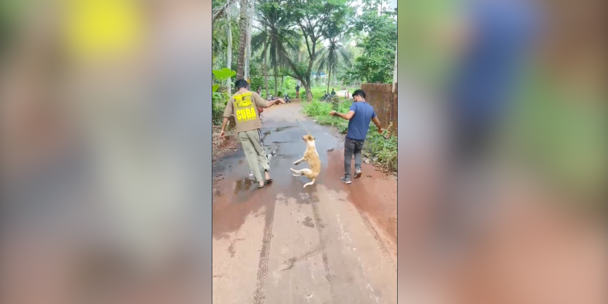 Rabid dog attacks 35 people in Kannur’s Chakkarakkal area