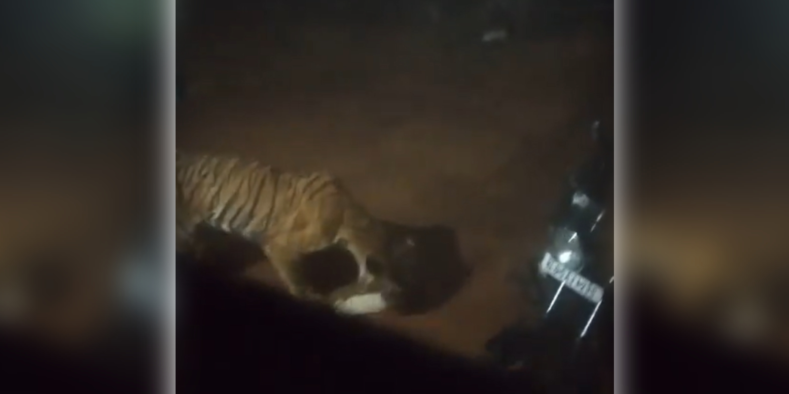 Weak and injured tiger spotted