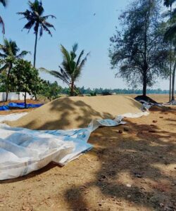 The Economic Review 2024 highlighted an alarming drop in rice production, productivity, and the total area under cultivation.