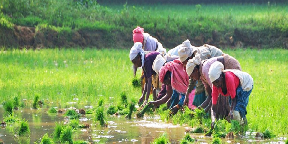 paddy fields Investigation: Romanticising ‘hyped’ organic farming will not feed Kerala, it needs fertilisers