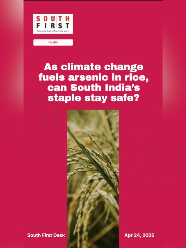 As climate change fuels arsenic in rice, can South India’s staple stay safe?