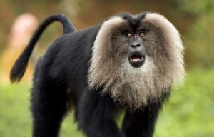 Lion-tailed macaque. (NA Nazeer/Creative Commons)
