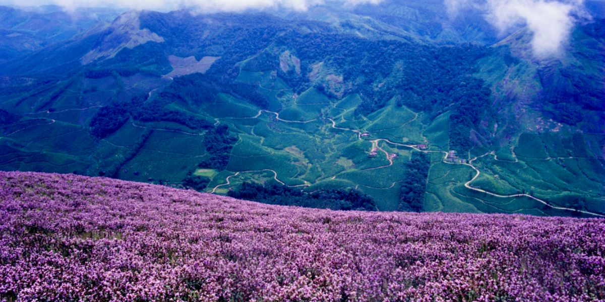 Neelakurinji (Strobilanthes kunthiana) blooms in the areas around the Eravikulam National Park in 1994. (Balan Madhavan/Kerala Tourism) Eravikulam National Park