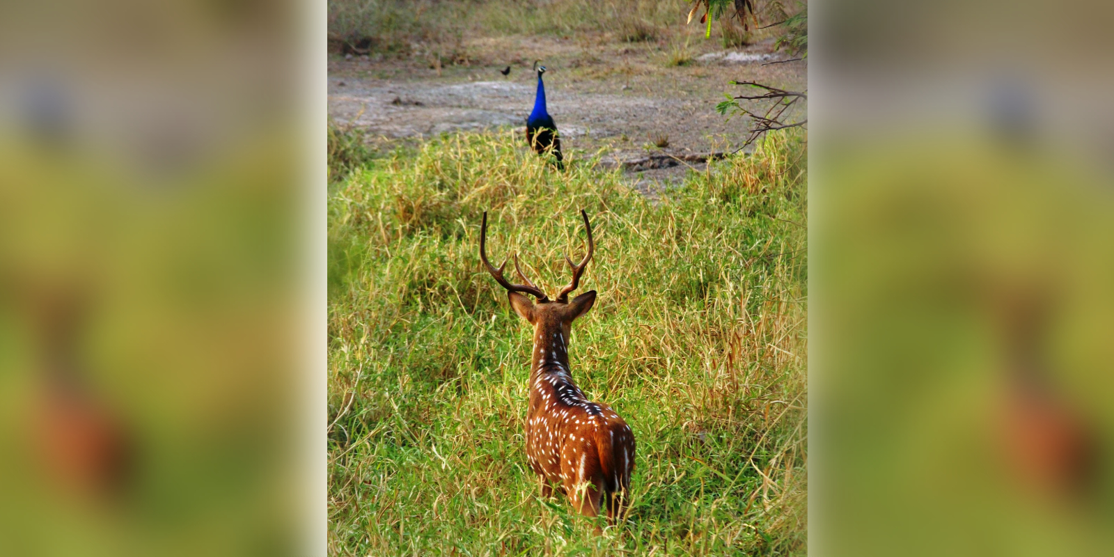 UoH shares a photo of wildlife on campus UoH shares a photo of wildlife on campus