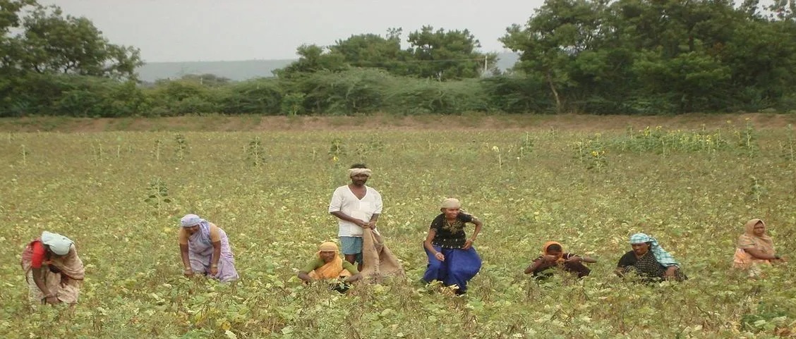Tenant-farmers-telangana-01 Our society has denied opportunities to some while providing them to others due to historical, economic, social, cultural, and political reasons. (Representational image/Wikimedia Commons).