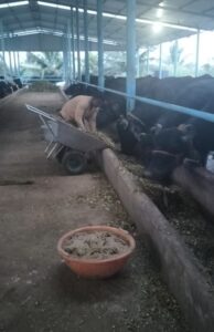 Feeding cows at the farm.