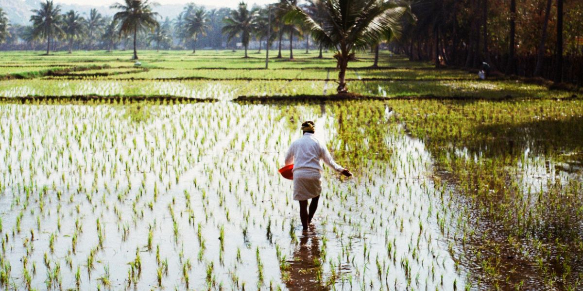 A farmer in his farmland. (iStock) Karnataka podi