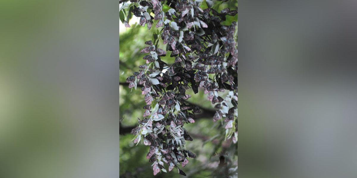 A flock of butterflies on a tree. (Arun Urs) A flock of butterflies on a tree. (Arun Urs)